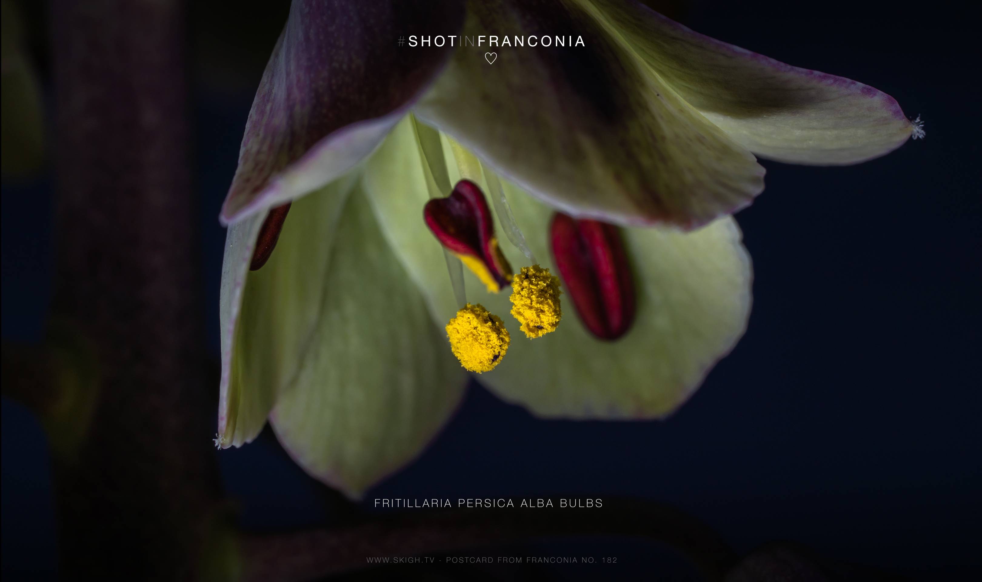 Fritillaria persica alba bulbs