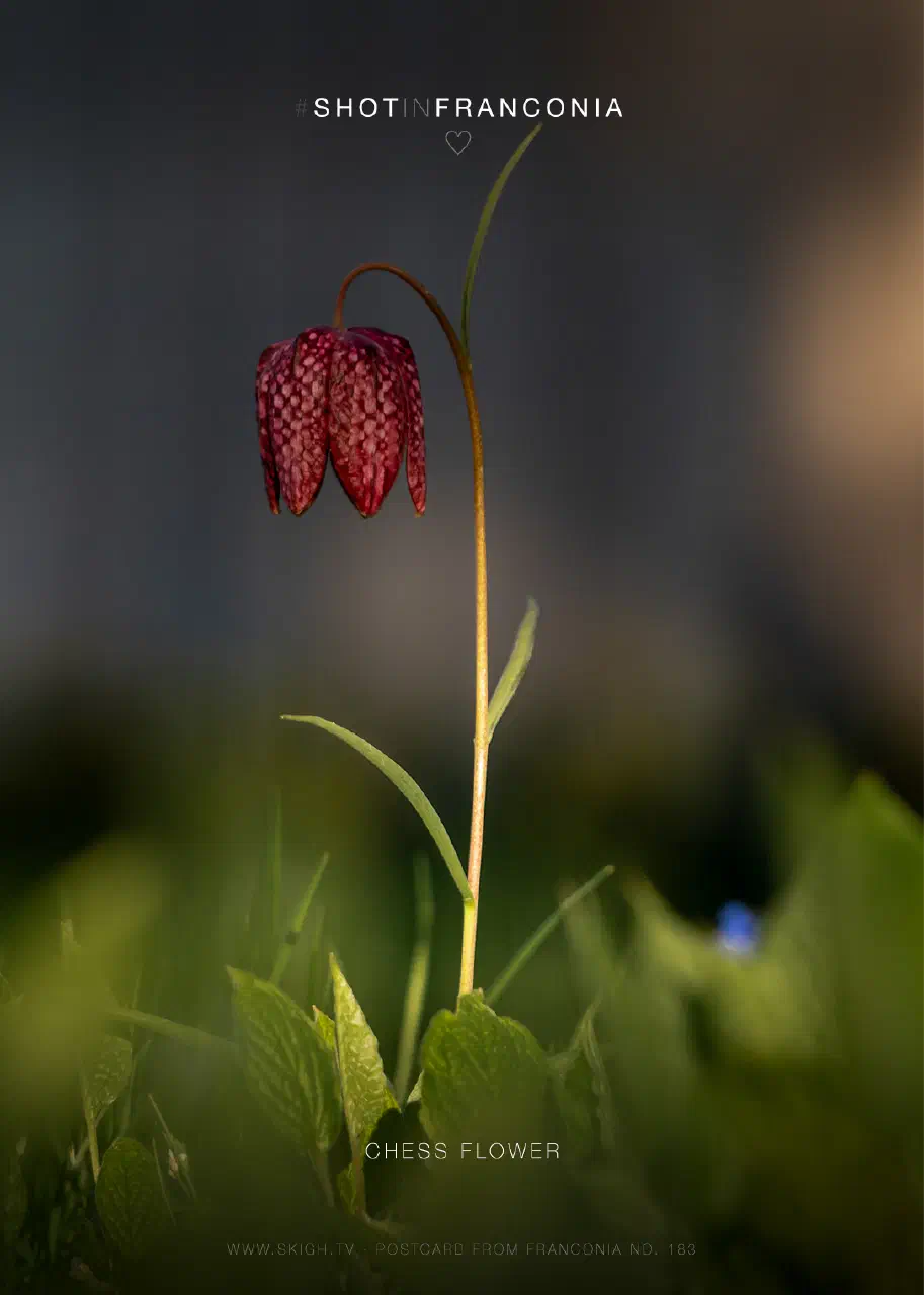 Chess Flower