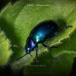 Blue Mint Beetle