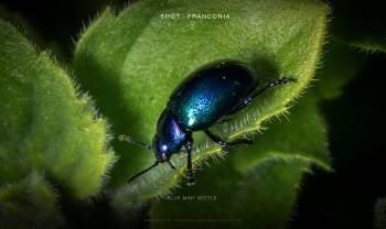 Blue Mint Beetle