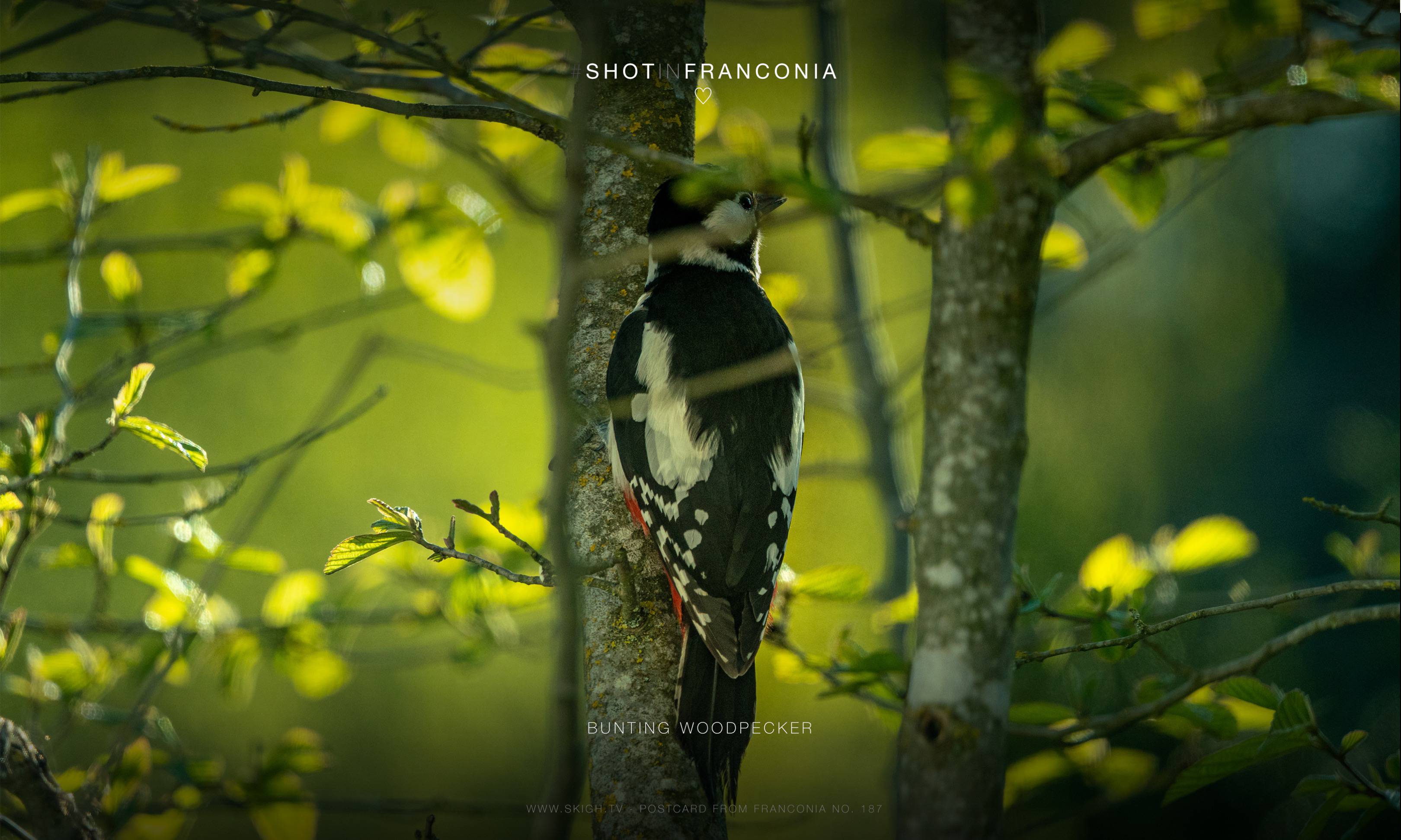 Bunting Woodpecker