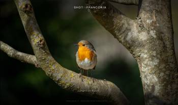 European Robin