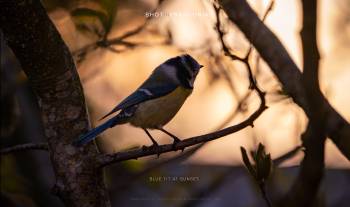 Blue Tit at sunset