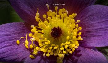 Pasqueflower - Pulsatilla patens