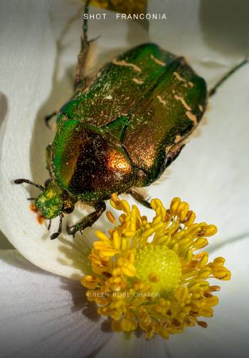 Green rose chafer