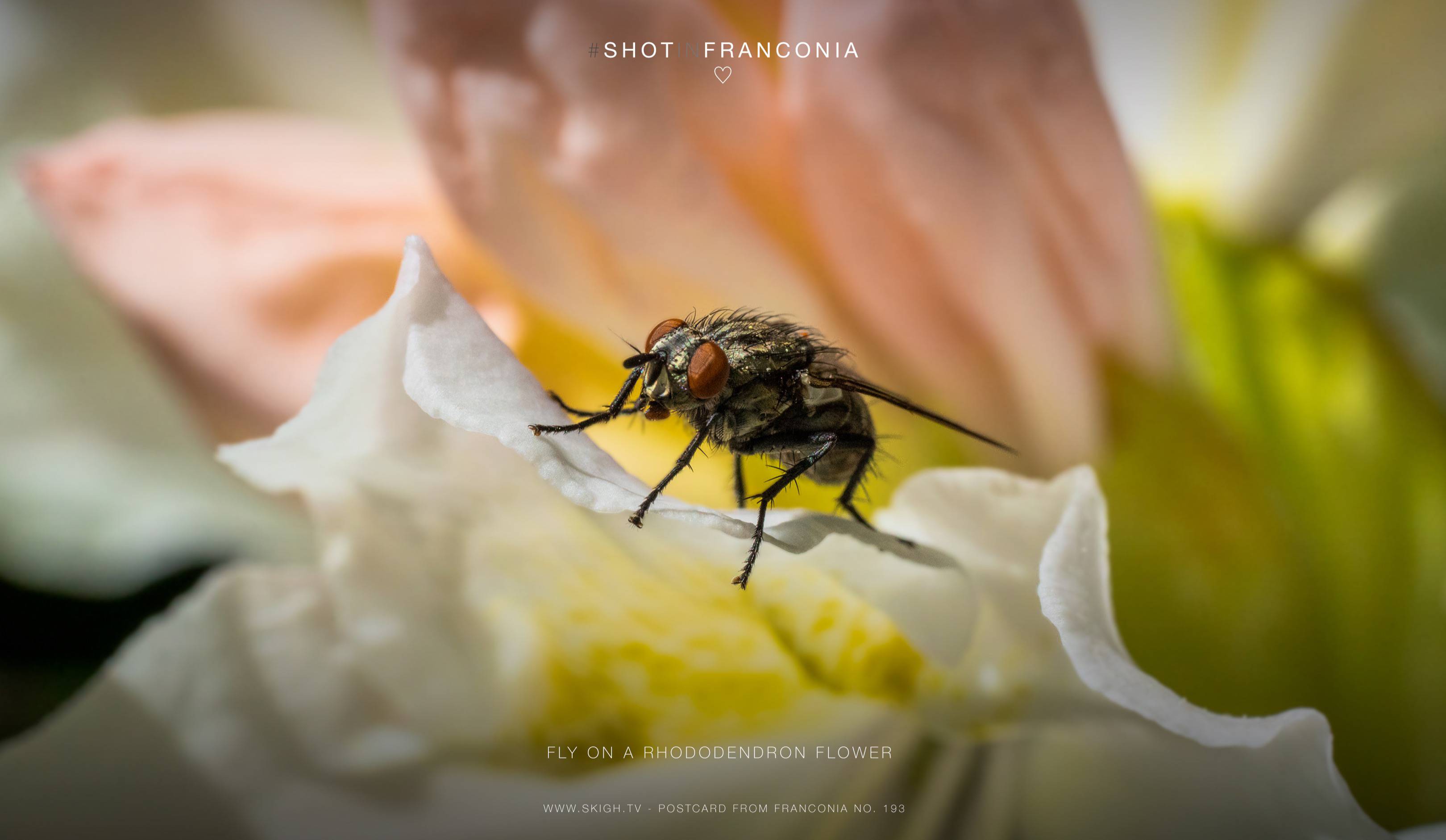 Fly on a rhododendron flower