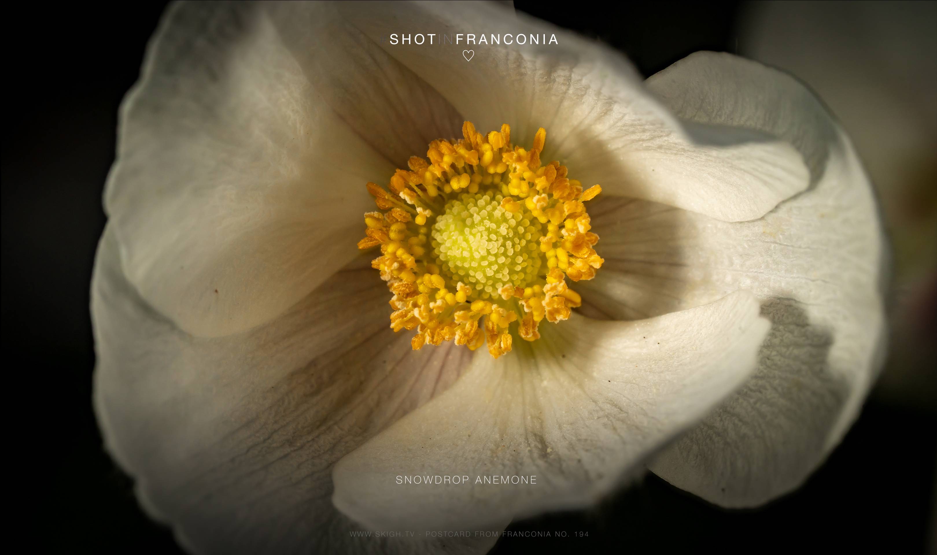 Snowdrop anemone