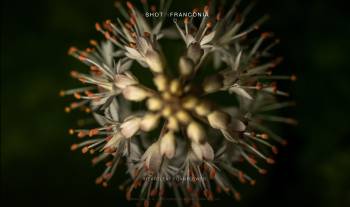  Heartleaf foamflower