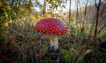 Lone toadstool