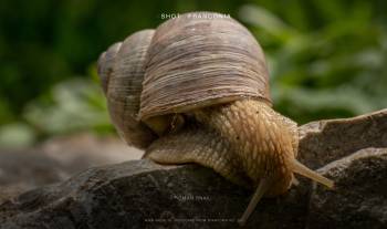 Roman snail