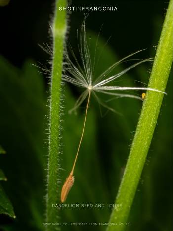 Dandelion seed and louse