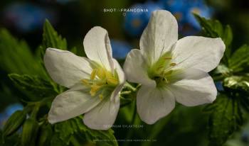 Geranium sylvaticum 