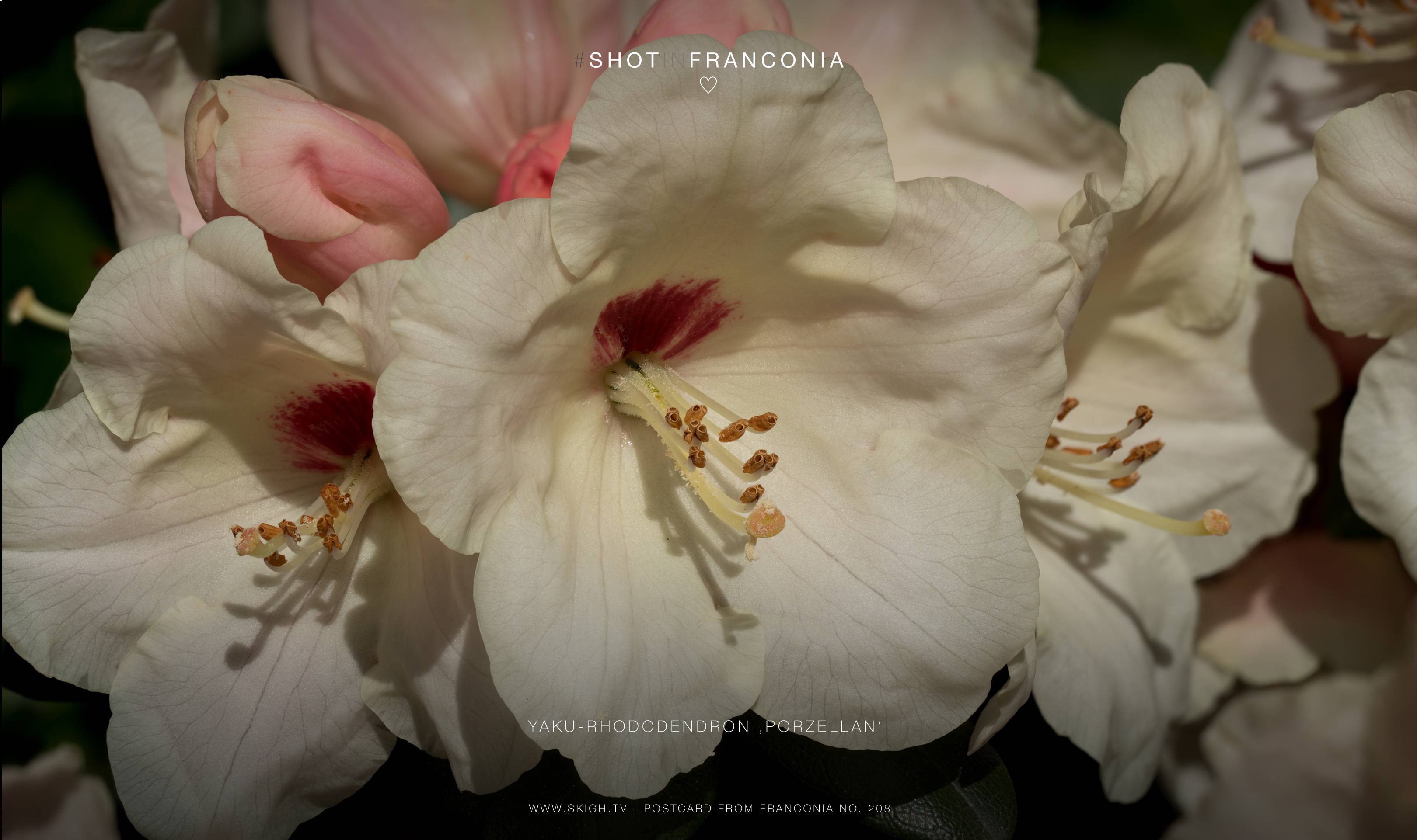 Yaku-Rhododendron 'Porzellan'