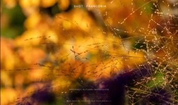Abstract autumn impression | 1/400s * f13 * ISO 800 * 400mm - 100-400mm F5-6.3 DG DN OS | Contemporary 020 - Sony α7R III Abstract autumn impression