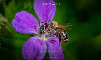 Bee on a Storchenschnabel