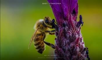 Bee on Lavender