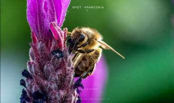 Bee on Lavender