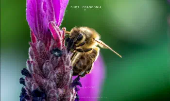 Bee on Lavender