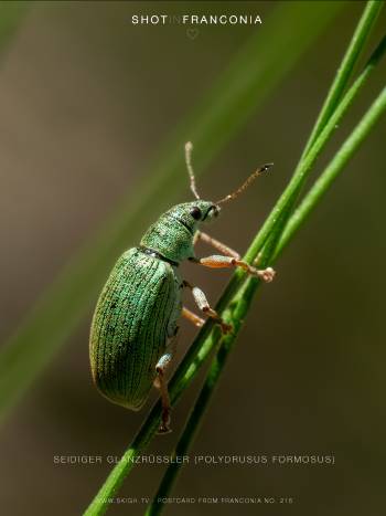 Seidiger Glanzrüssler (Polydrusus formosus)