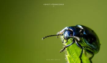 Blue mint beetle