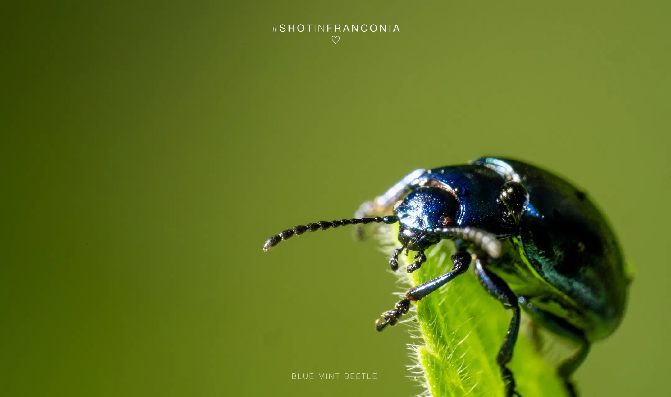 Blue mint beetle