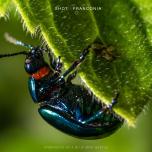 Underside of a blue mint beetle