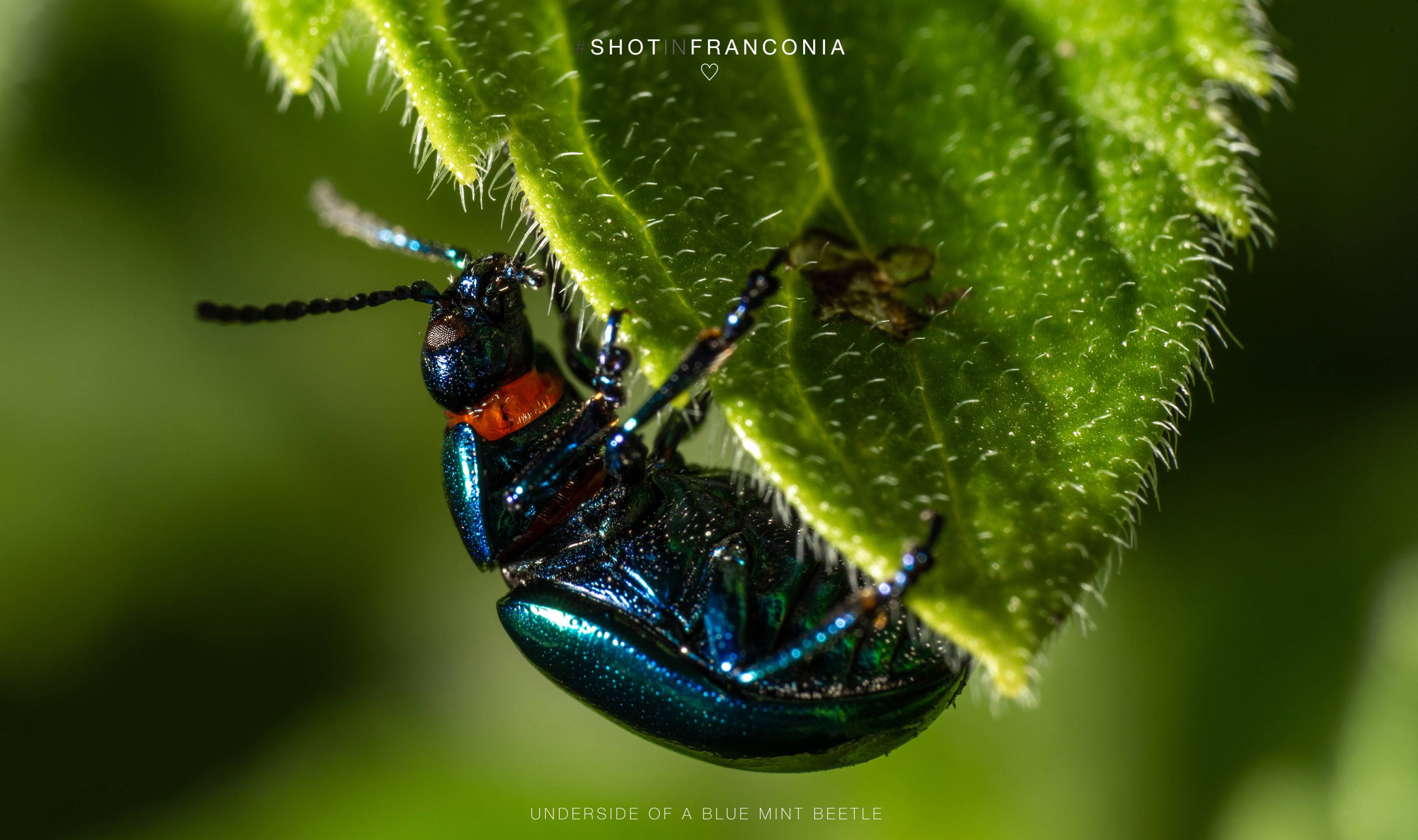 Underside of a blue mint beetle