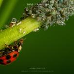 Ladybug and lice