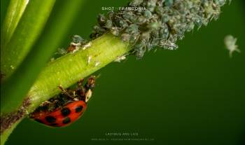 Ladybug and lice