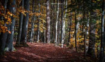 Autumn forest near Streitberg