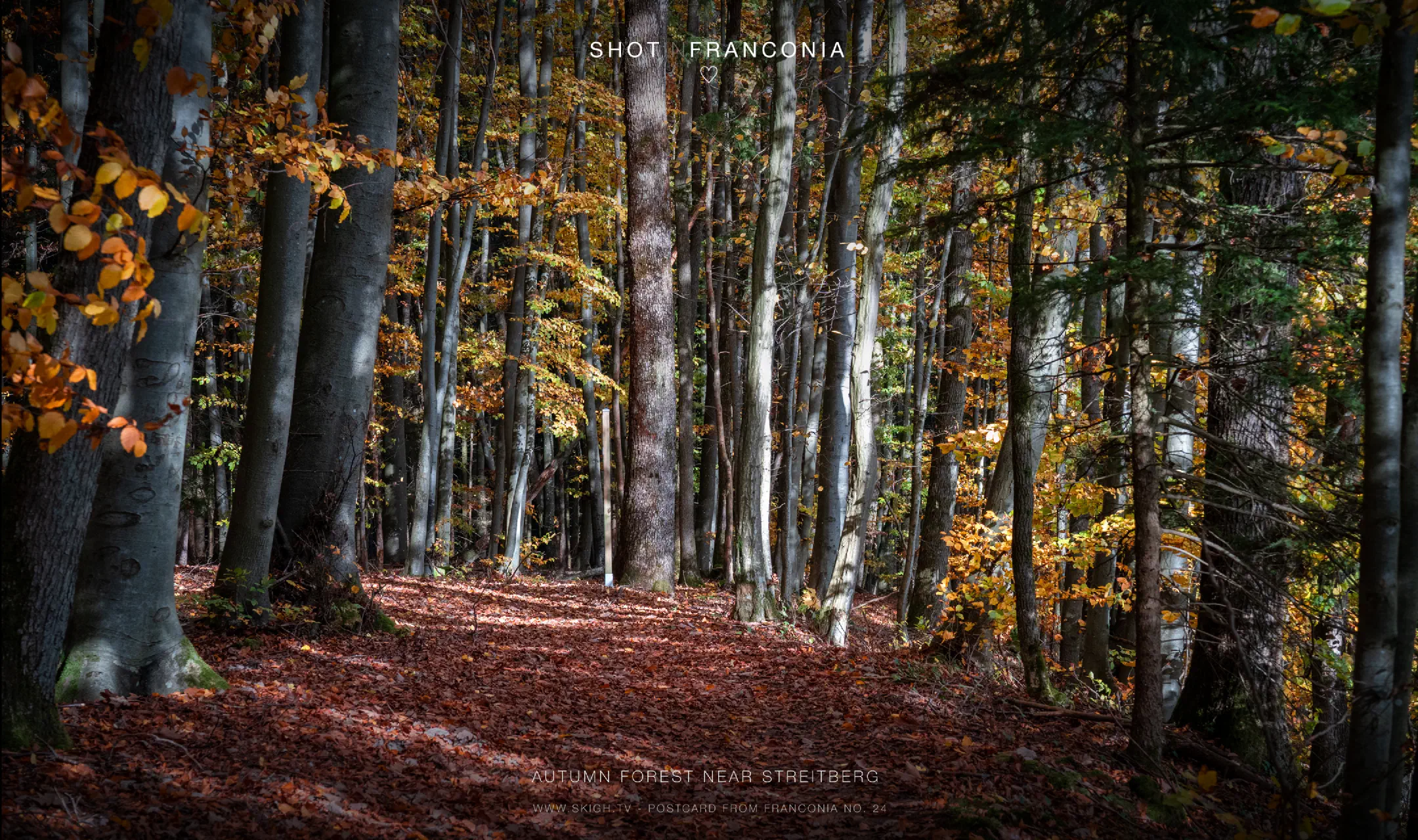 Autumn forest near Streitberg
