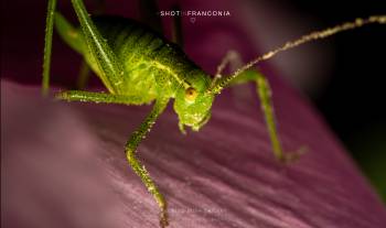 Speckled Bush-cricket