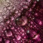 Water drops on pink poppy