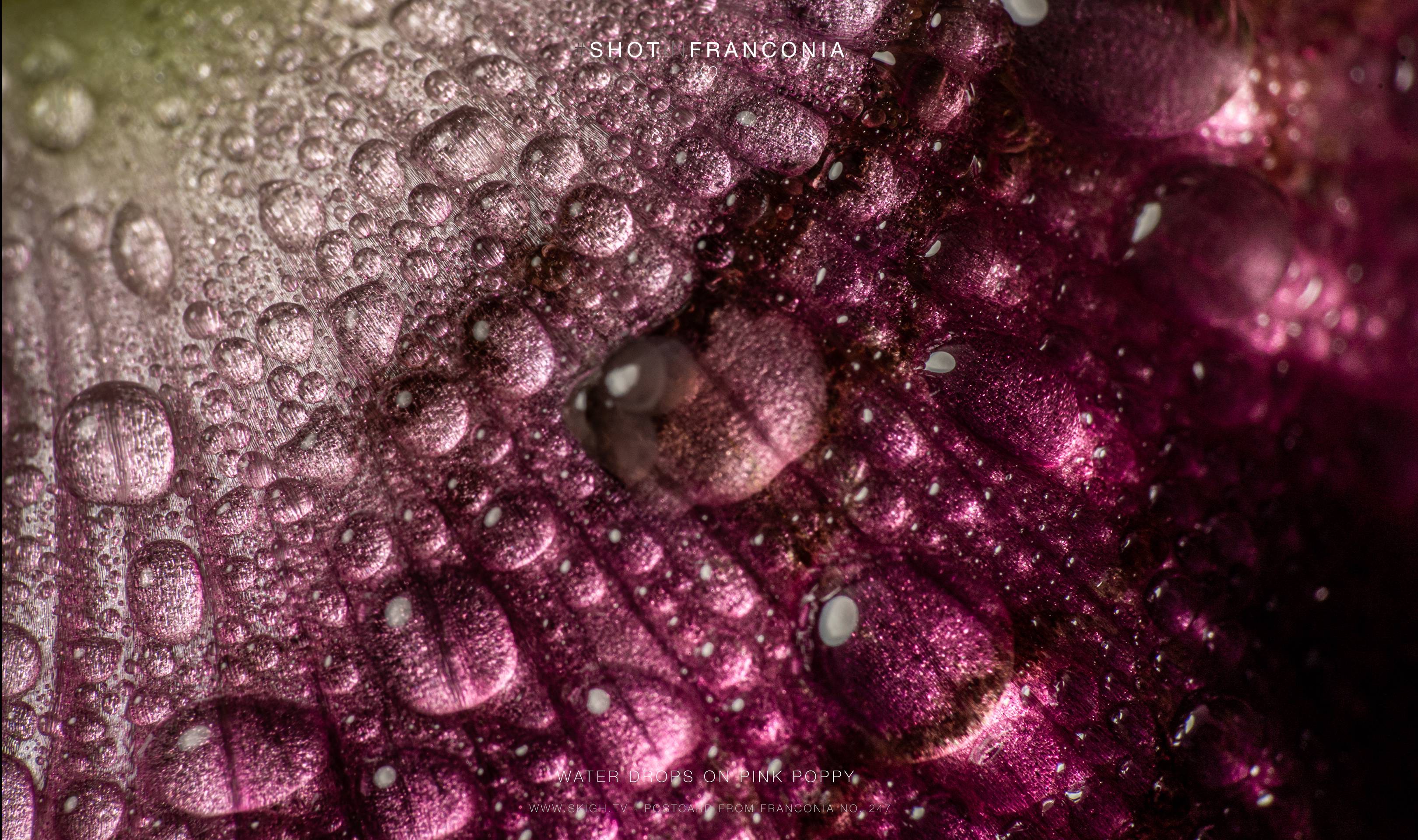 Water drops on pink poppy