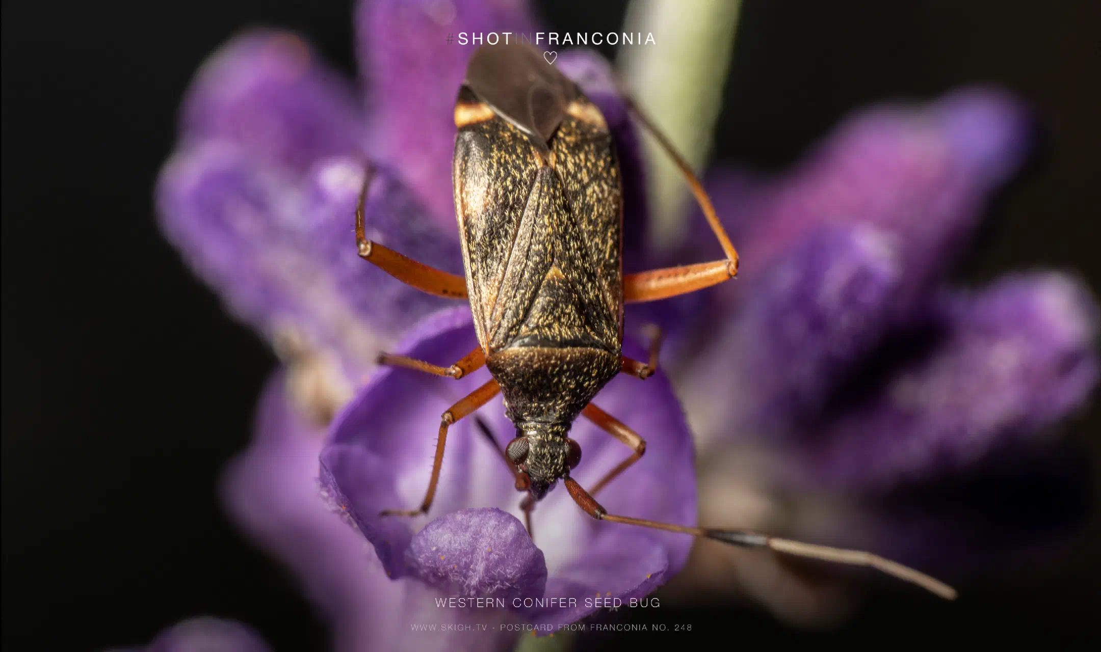 Western conifer seed bug