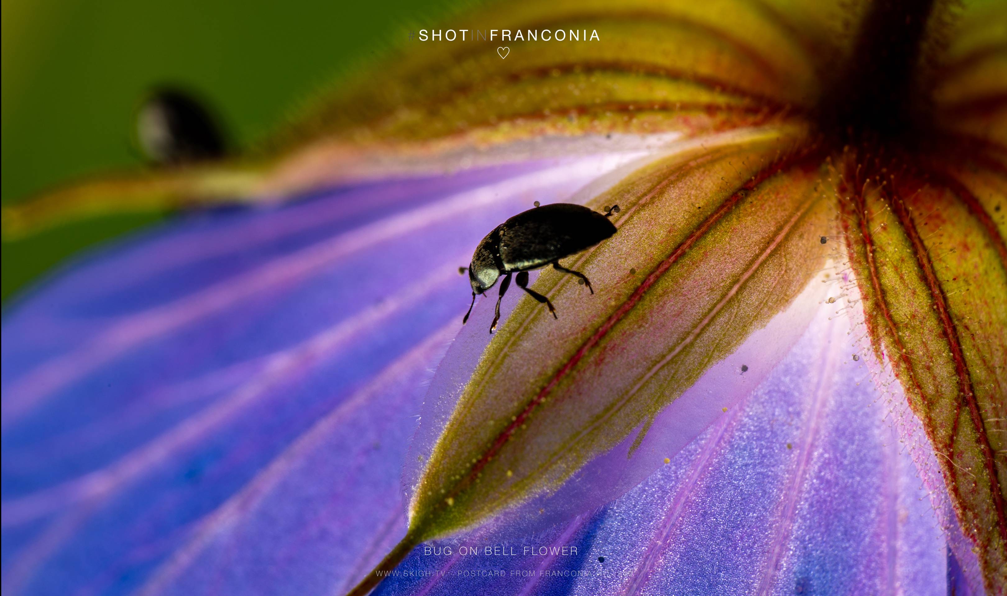 Bug on Bell Flower