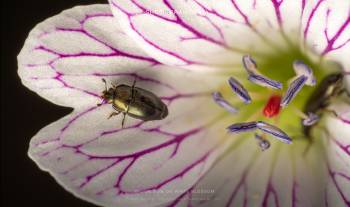 Brown Bug on white blossom