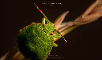 Green shield bug