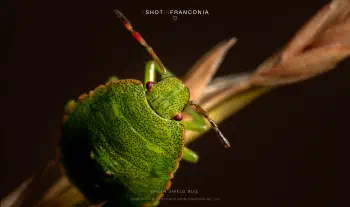 Green shield bug