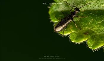 Brown bug on leaf