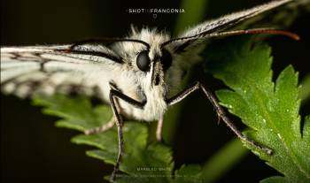 Marbled white