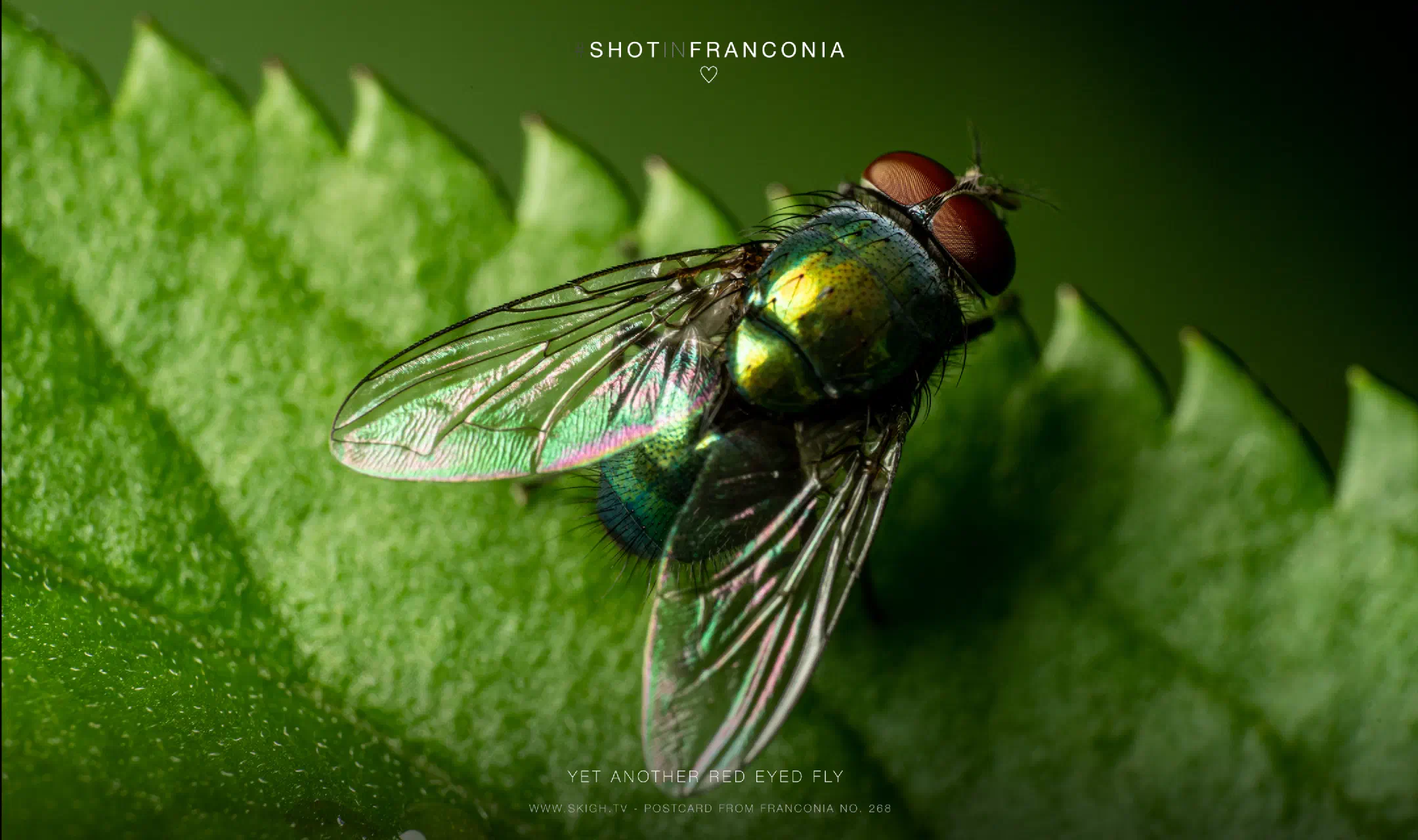 Yet another red eyed fly