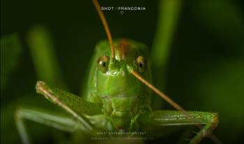 Great green bush-cricket