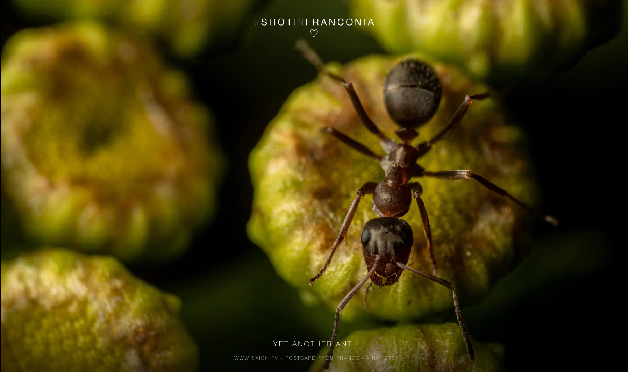 Yet another ant