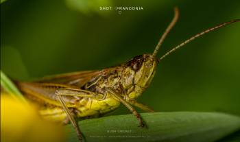 Bush Cricket