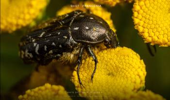 White spotted rose beetle