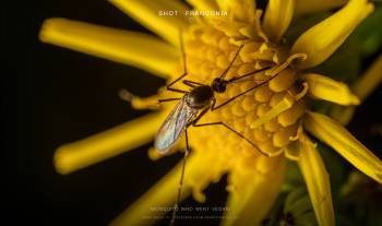 Fly on yellow flower