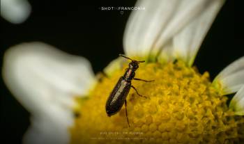 Bug on yellow flower