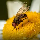 Fly on yellow flower