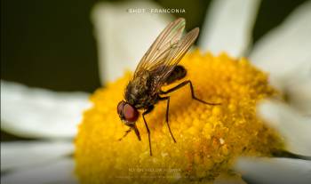 Fly on yellow flower